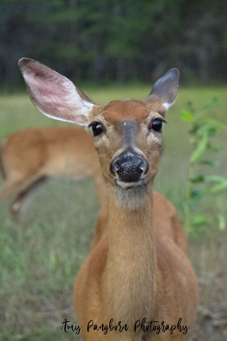 Deer with ear